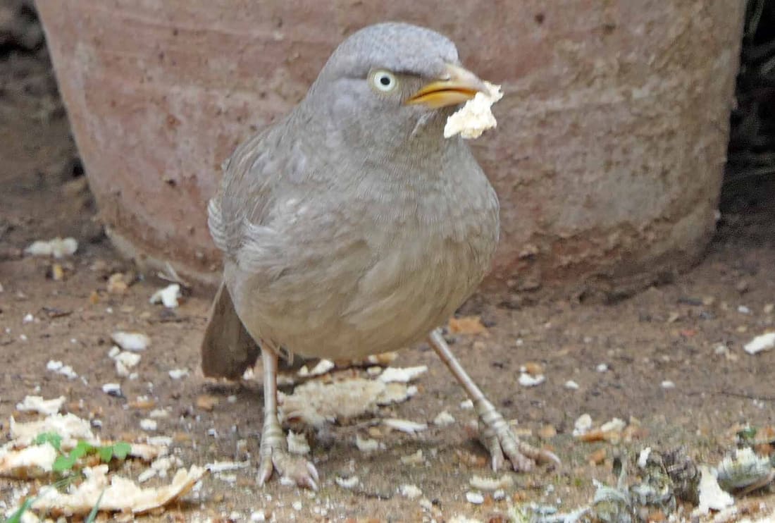 Jungle Babbler (Argya striata) photographed by Devendra Bhardwaj