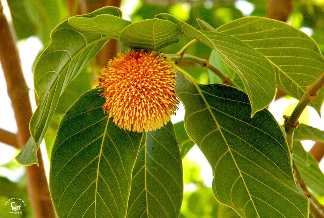 Kadamba (Neolamarckia cadamba) photographed by Devendra Bhardwaj