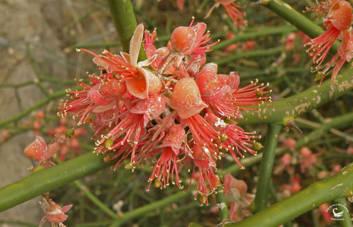 A close view of a cluster of karira flowers on a green leafless branch