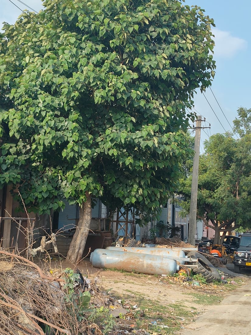 Kashmir tree (Gmelina arborea) photographed by Devendra Bhardwaj