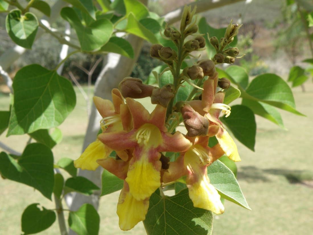 Kashmir tree (Gmelina arborea) photographed by Devendra Bhardwaj