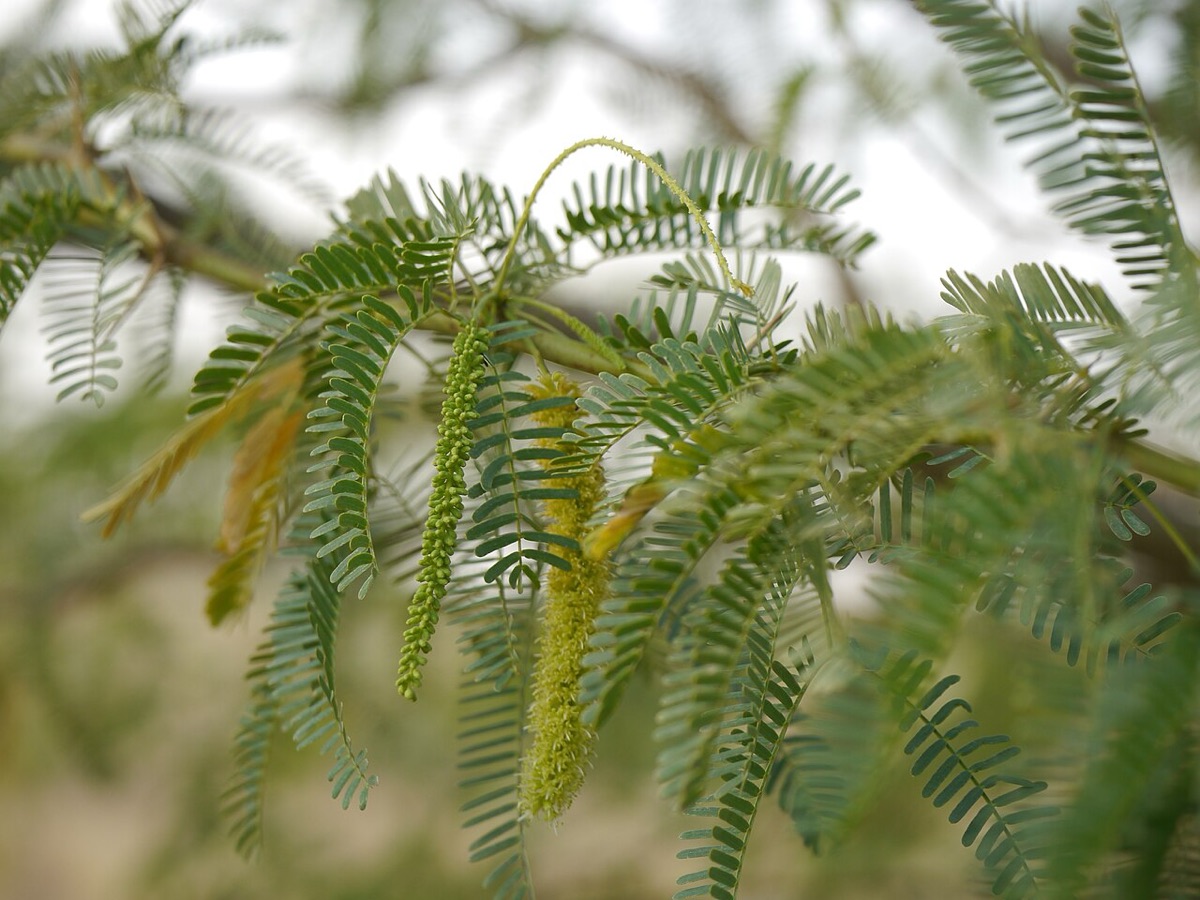 Feathery leaves and pale flower spikes of a khejri tree