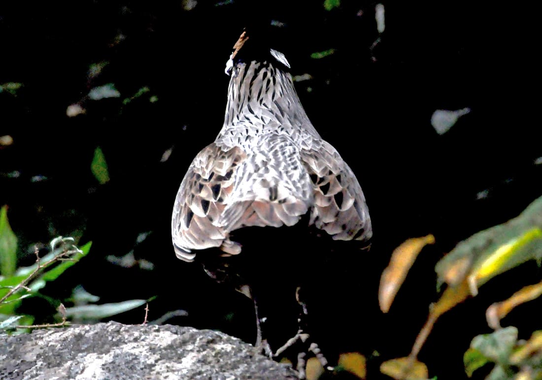 Koklass Pheasant (Pucrasia macrolopha) photographed by Devendra Bhardwaj