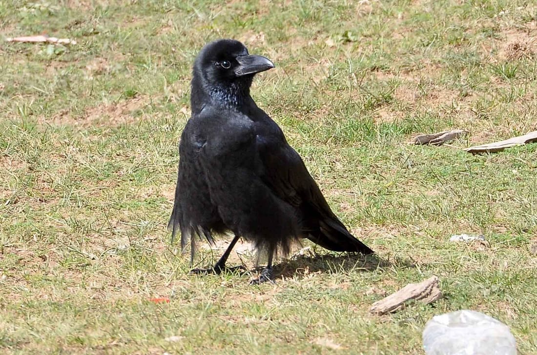 Large-billed Crow (Corvus macrorhynchos) photographed by Devendra Bhardwaj