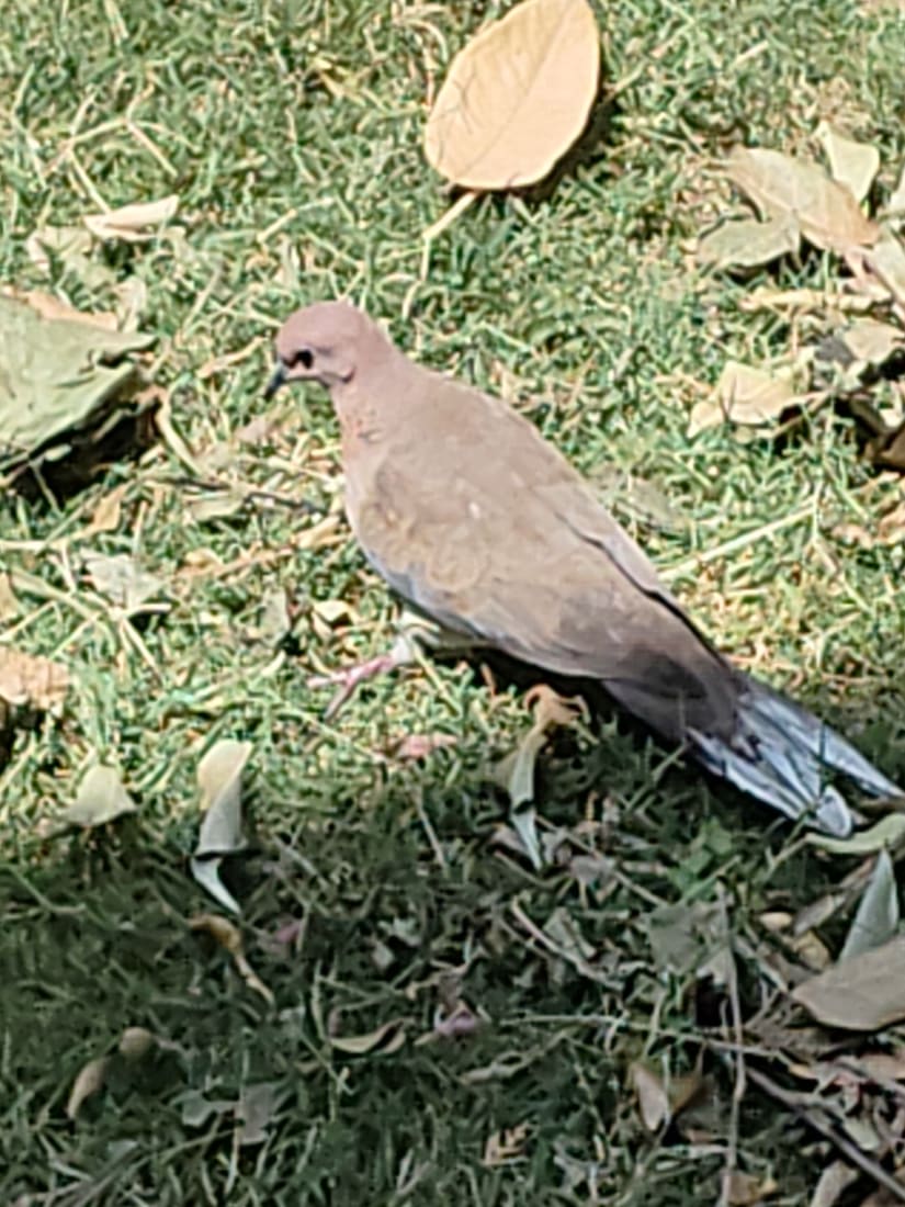 Laughing Dove (Spilopelia senegalensis) photographed by Devendra Bhardwaj