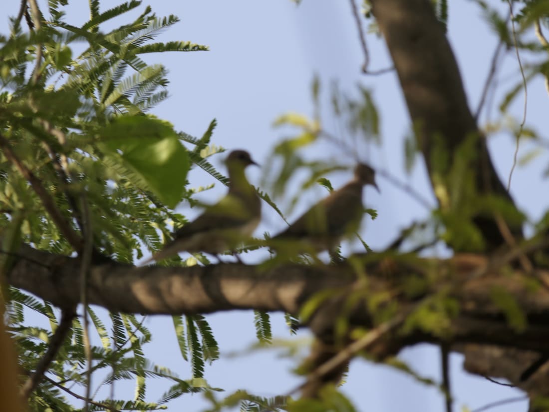 Laughing Dove (Spilopelia senegalensis) photographed by Devendra Bhardwaj