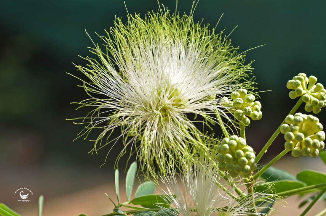 Lebbeck (Albizia lebbeck) photographed by Devendra Bhardwaj