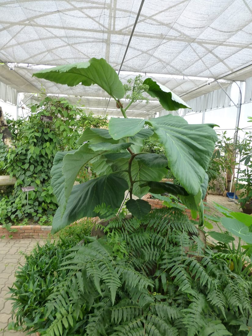 Leea macrophylla (Leea macrophylla)