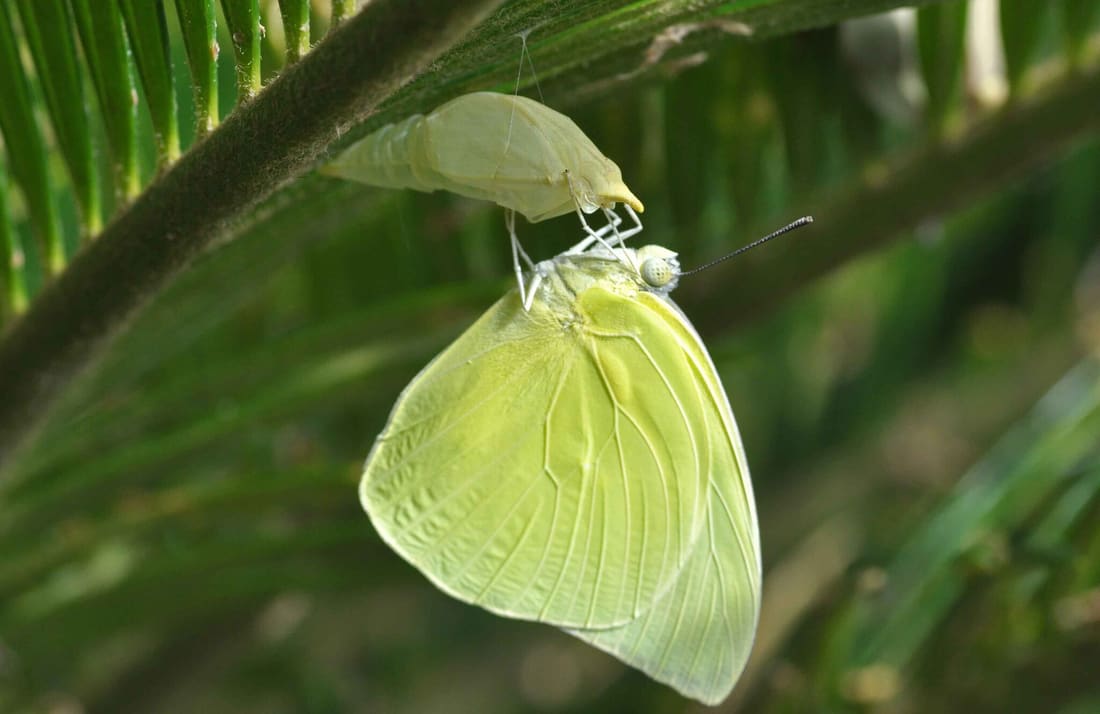 Lemon Emigrant (Catopsilia pomona) photographed by Devendra Bhardwaj