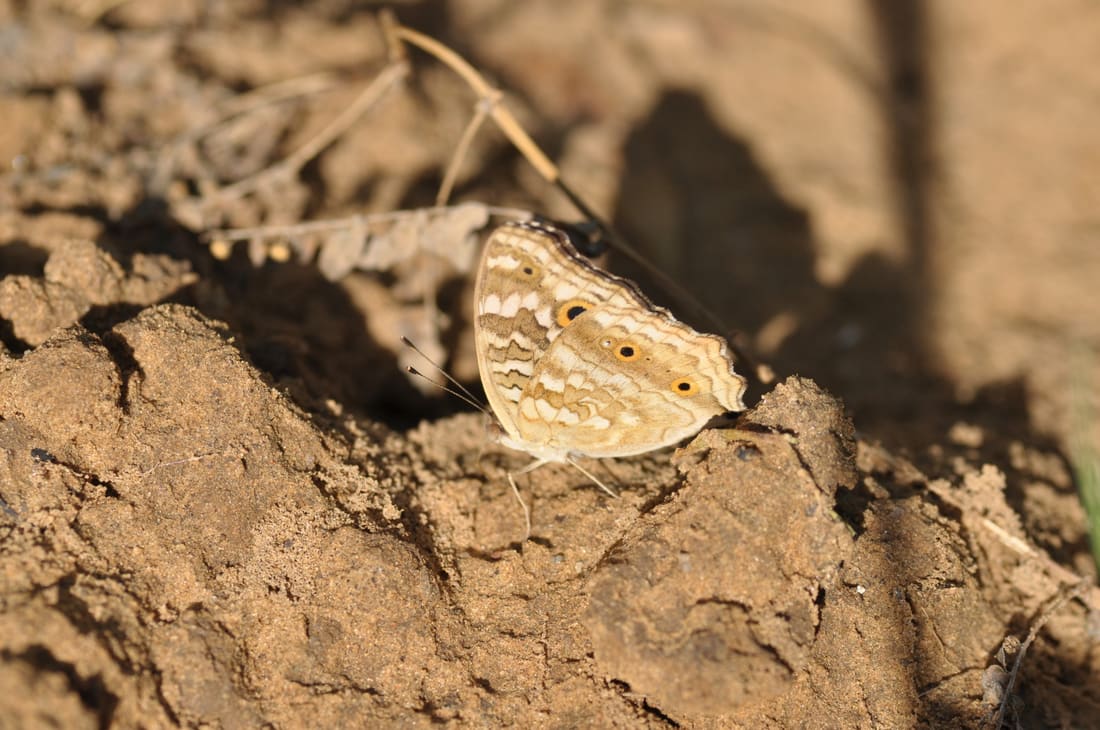 Lemon Pansy (Junonia lemonias) photographed by Devendra Bhardwaj