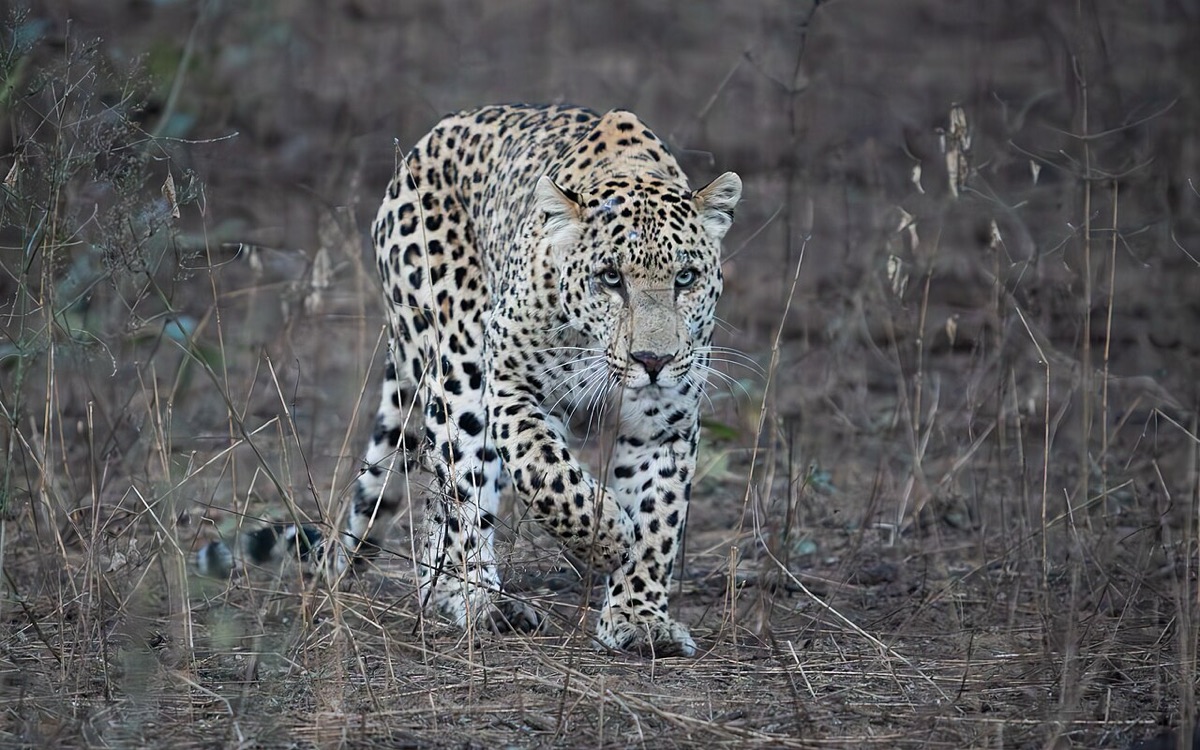 A male leopard walking toward the camera through dry grass at dusk