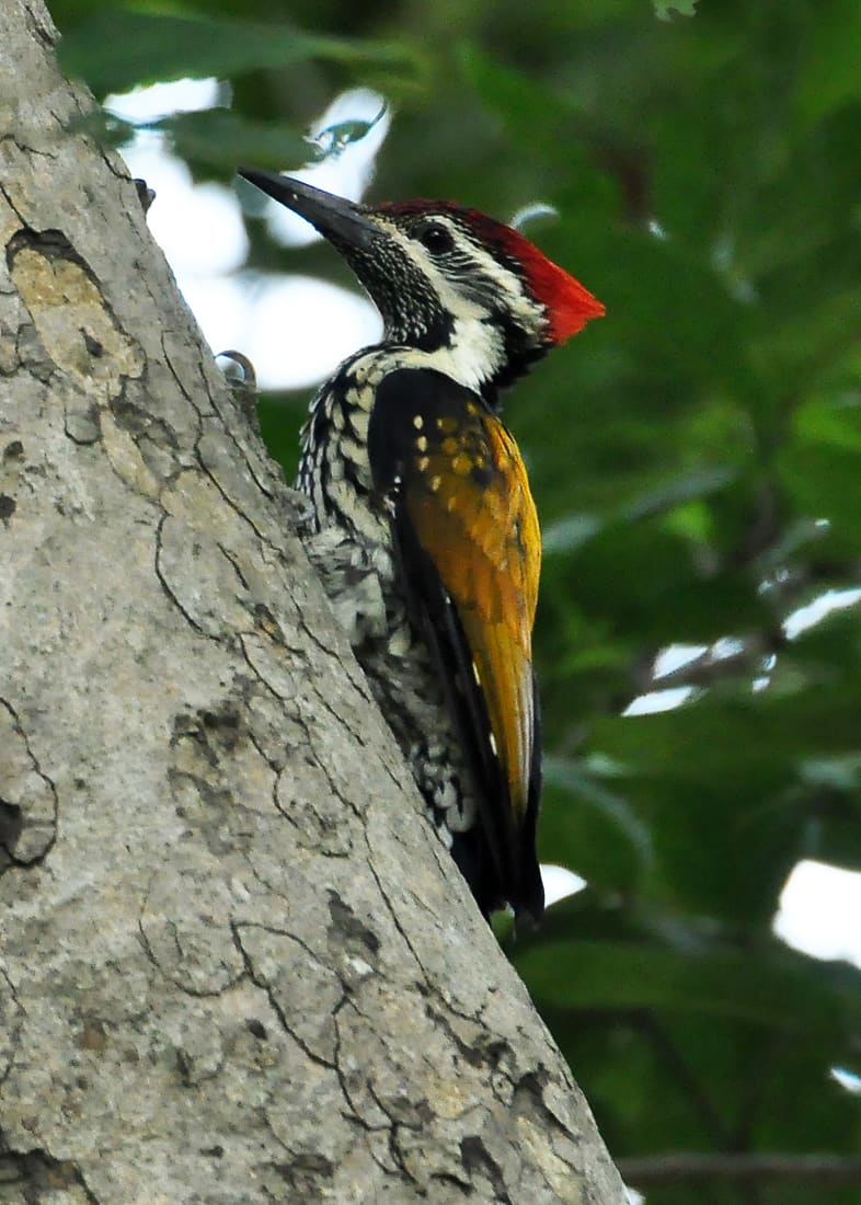 Lesser Golden-backed Woodpecker (Dinopium benghalense) photographed by Devendra Bhardwaj