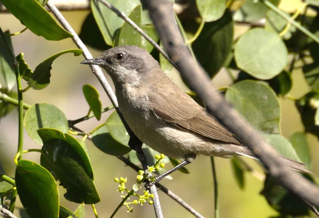 Lesser Whitethroat (Curruca curruca) photographed by Devendra Bhardwaj