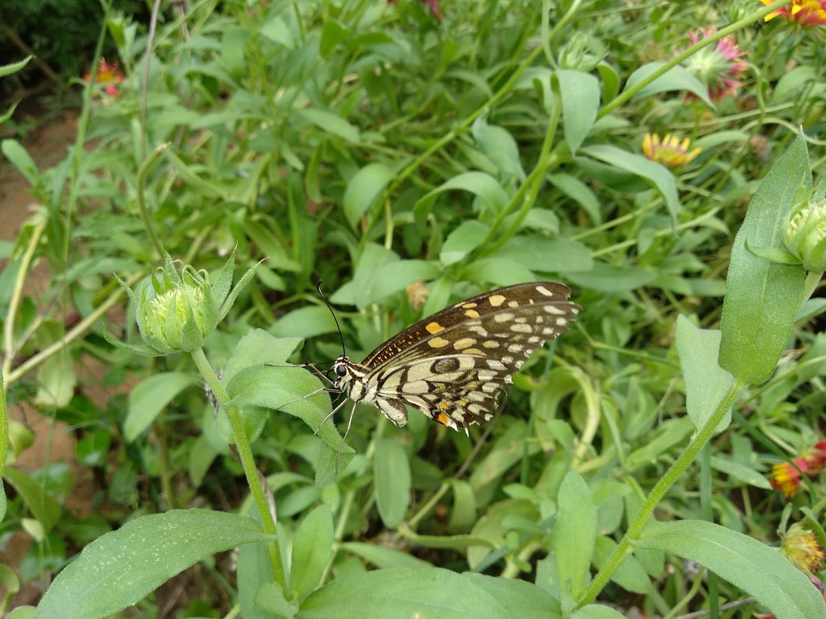 A lime swallowtail butterfly with cream and black wings resting among low green plants with small orange flowers