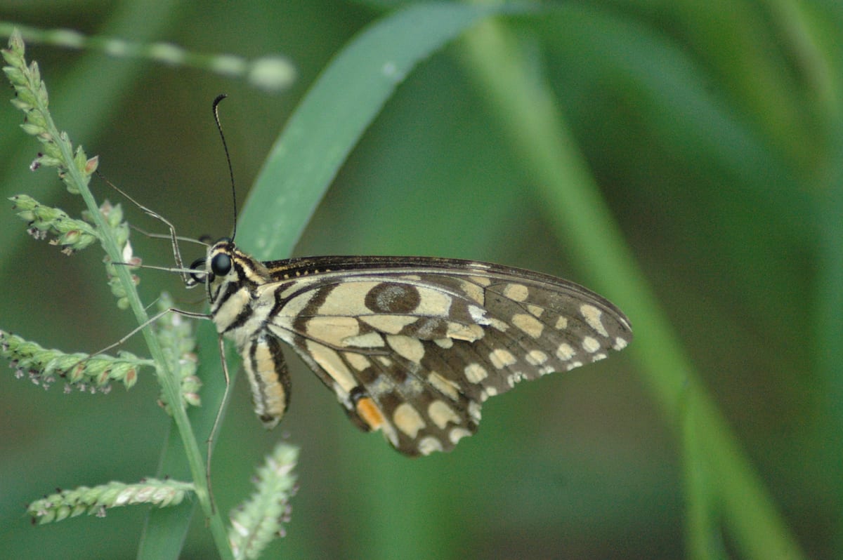 A lime swallowtail seen from the side, perched on a grass stem against green leaves
