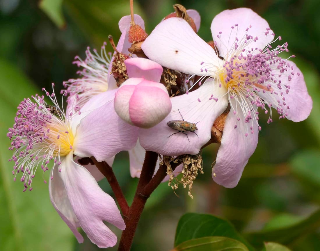 Lipsticktree (Bixa orellana) photographed by Devendra Bhardwaj
