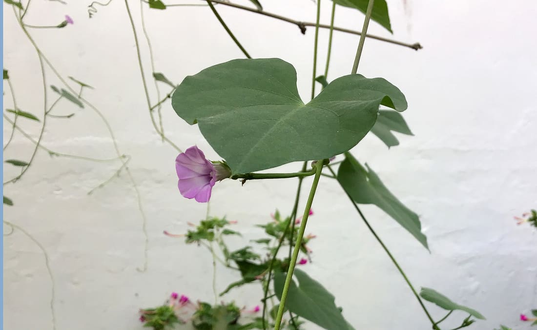 Littlebell (Ipomoea triloba) photographed by Devendra Bhardwaj