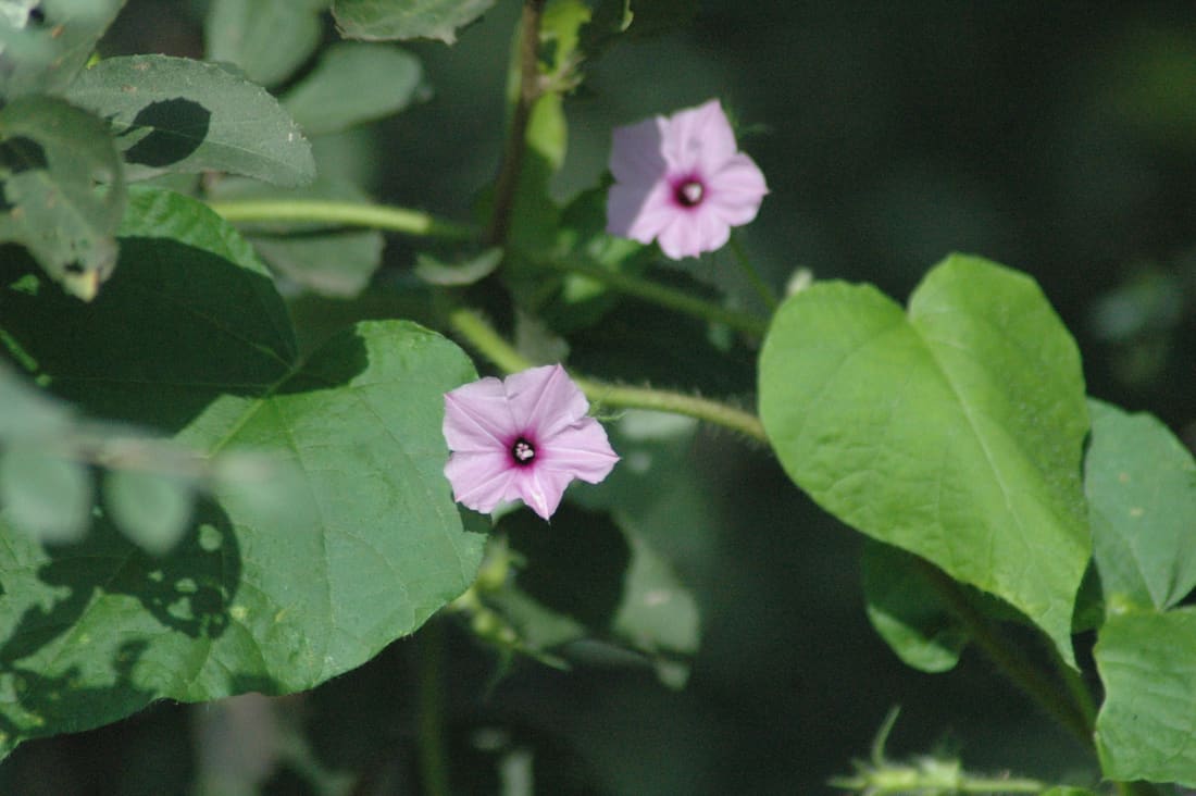 Littlebell (Ipomoea triloba) photographed by Devendra Bhardwaj