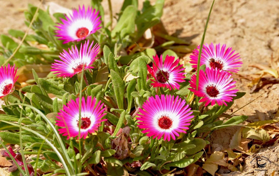 Livingstone Daisy (Cleretum bellidiforme) photographed by Devendra Bhardwaj