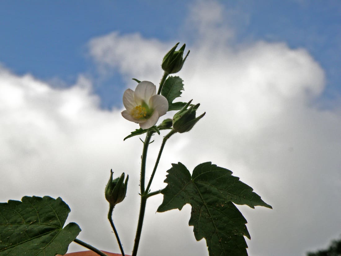 Lobed Leaf Mallow (Hibiscus lobatus) photographed by Devendra Bhardwaj