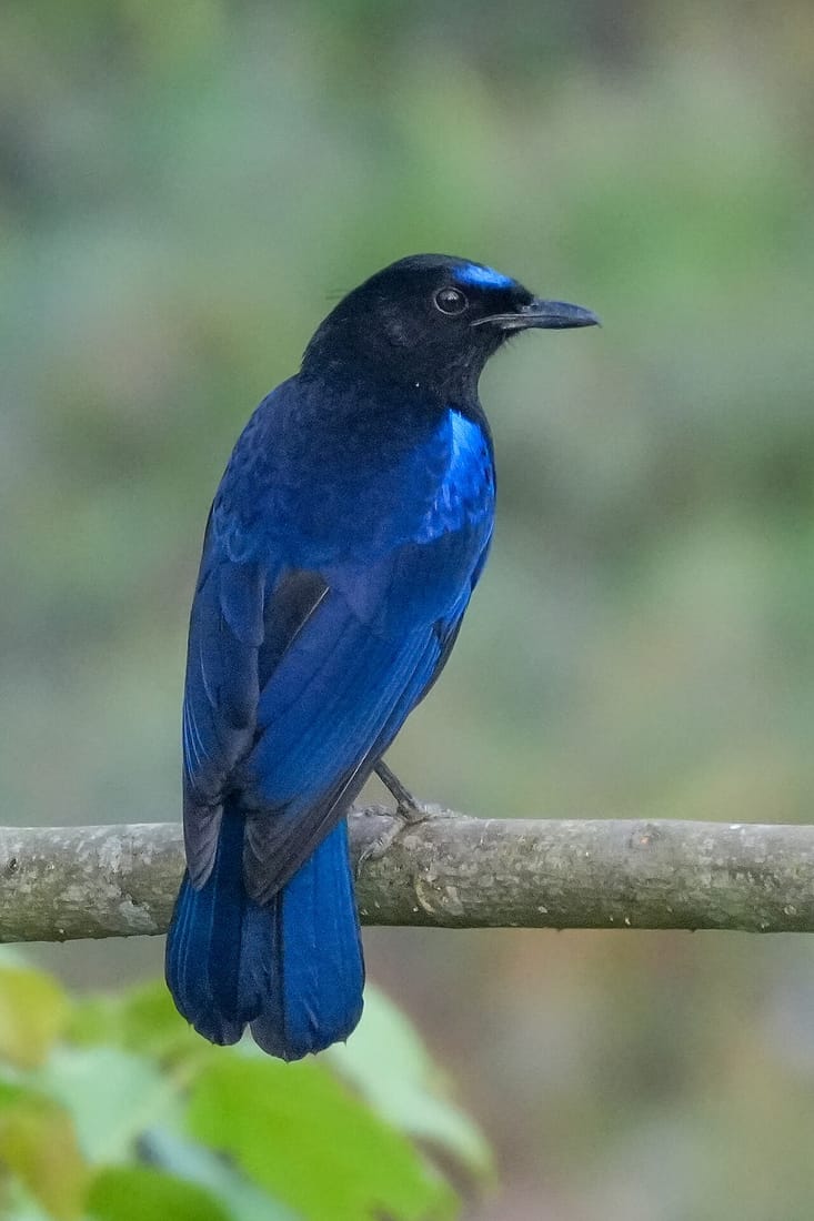 Malabar whistling thrush (Myophonus horsfieldii)