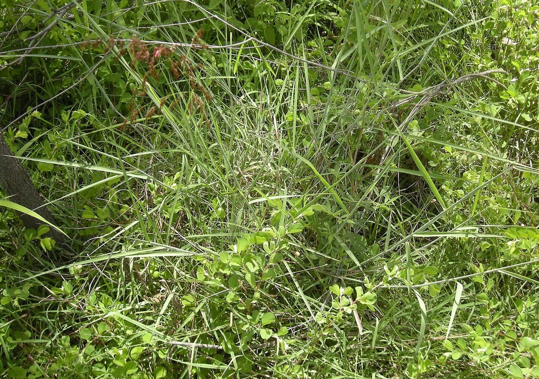 Melinis repens (Melinis repens)
