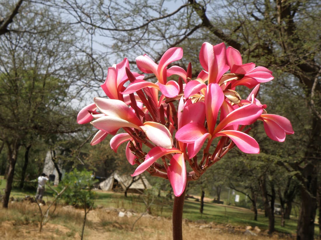 Mexican Plumeria (Plumeria rubra) photographed by Devendra Bhardwaj