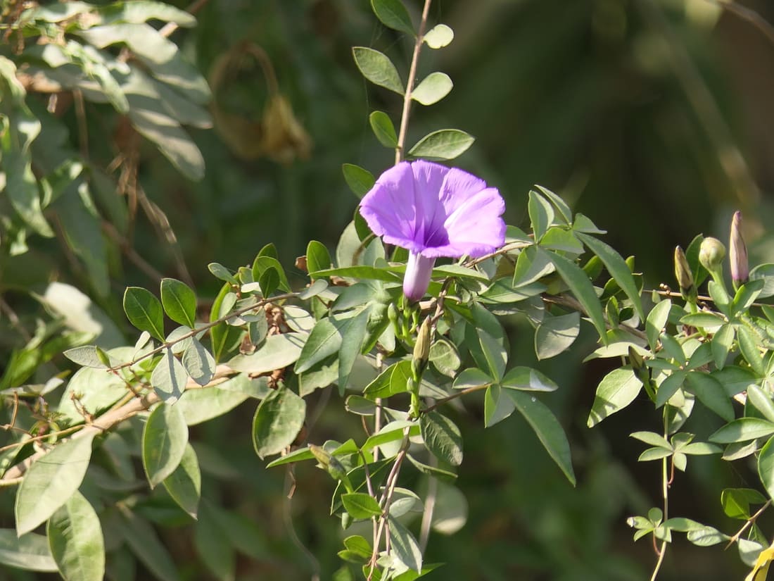 Mile-a-minute vine (Ipomoea cairica) photographed by Devendra Bhardwaj