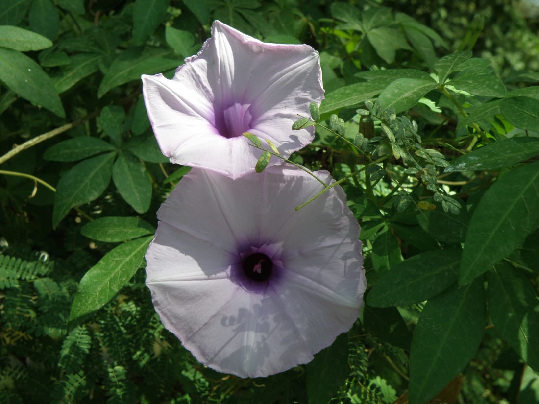 Mile-a-minute vine (Ipomoea cairica) photographed by Devendra Bhardwaj
