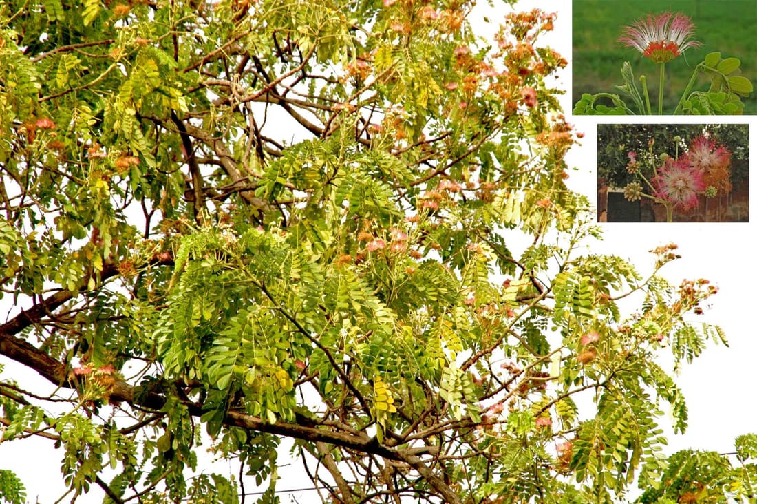 Monkey pod tree (Samanea saman) photographed by Devendra Bhardwaj