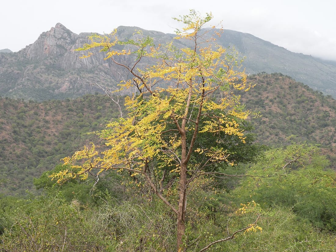 Moringa concanensis (Moringa concanensis)