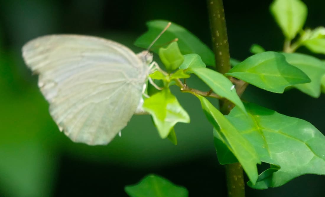 Mottled Emigrant (Catopsilia pyranthe) photographed by Devendra Bhardwaj