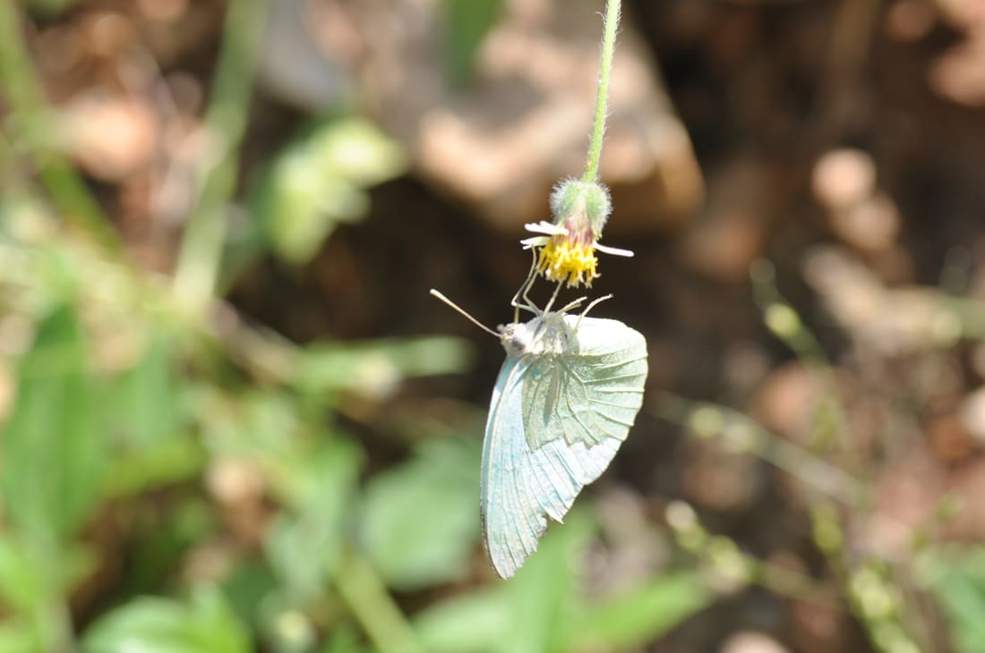 Mottled Emigrant (Catopsilia pyranthe) photographed by Devendra Bhardwaj