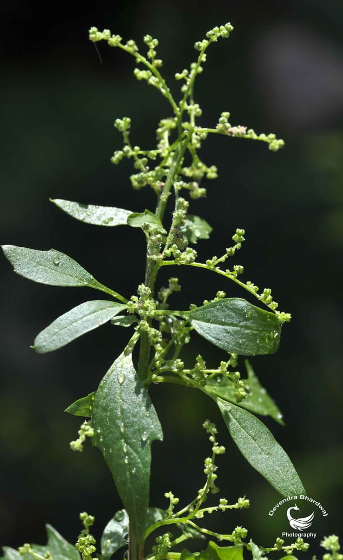 Nettle-leaved goosefoot (Chenopodiastrum murale) photographed by Devendra Bhardwaj