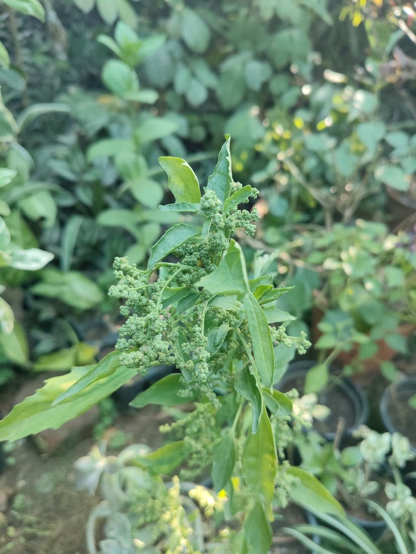 Nettle-leaved goosefoot (Chenopodiastrum murale) photographed by Devendra Bhardwaj