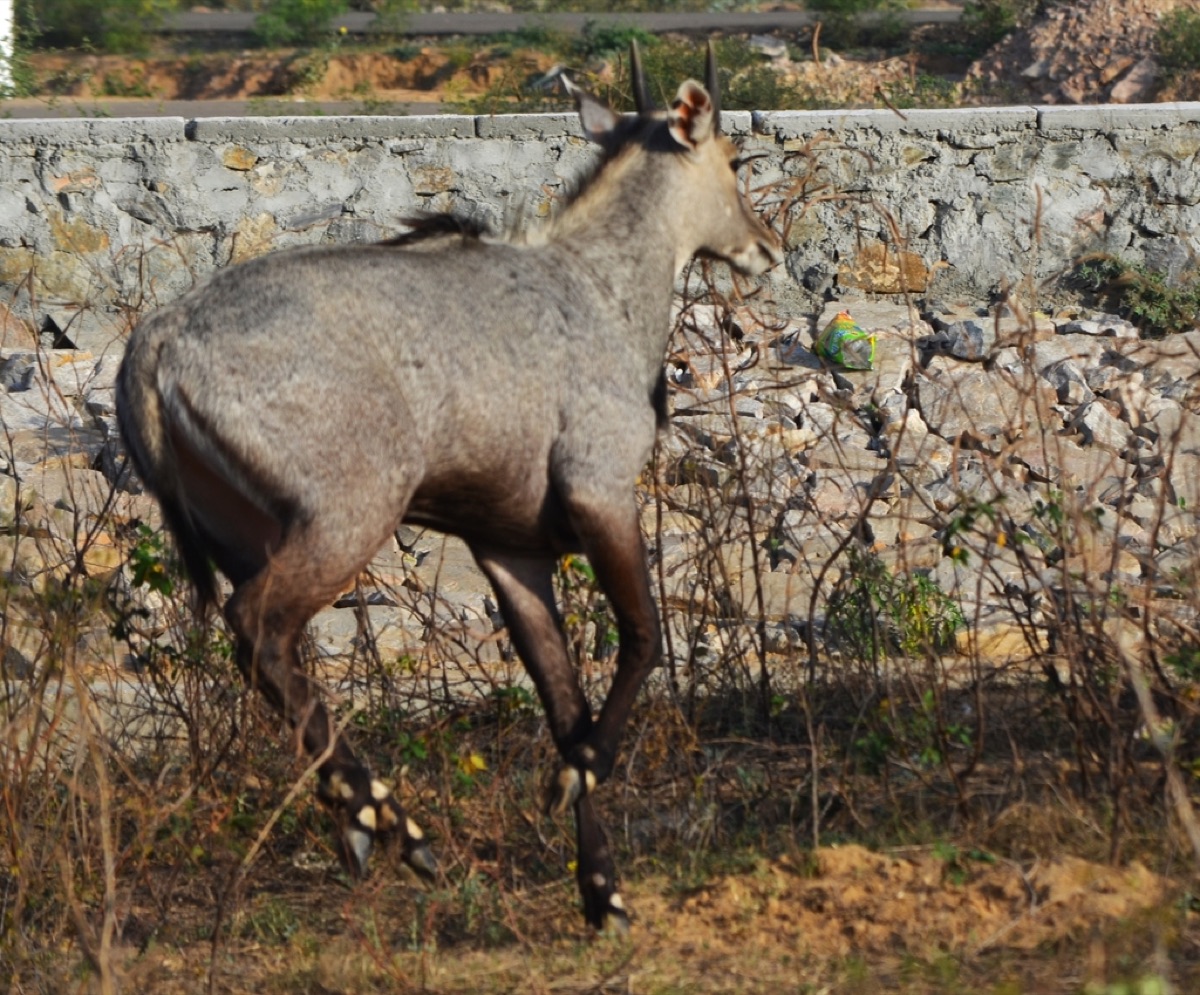 A nilgai walking past a stone wall in dry scrub