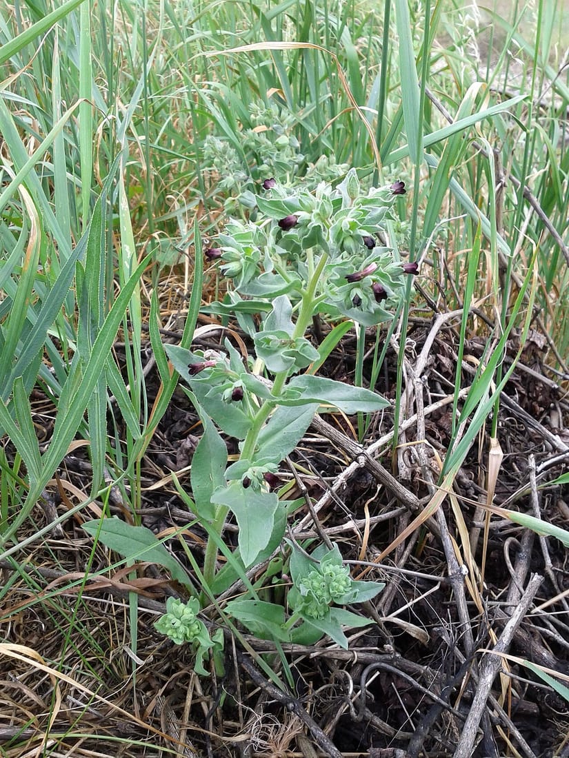 Nonea pulla (Nonea pulla)