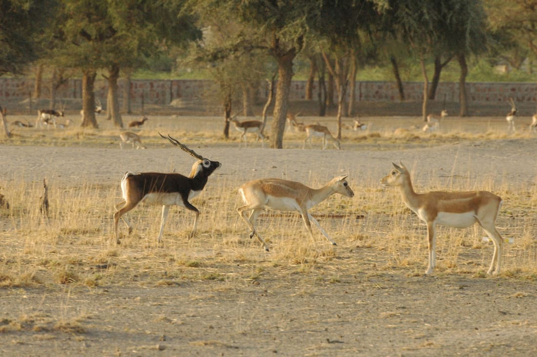 Northwestern Blackbuck (Antilope cervicapra rajputanae) photographed by Devendra Bhardwaj