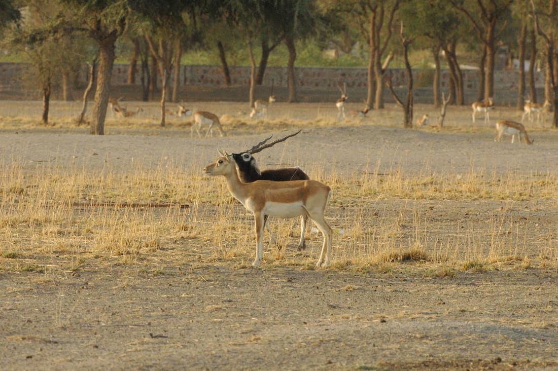 Northwestern Blackbuck (Antilope cervicapra rajputanae) photographed by Devendra Bhardwaj