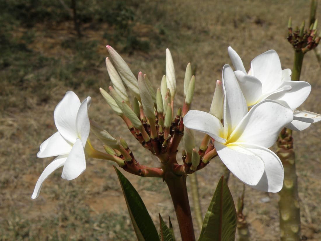 Nosegaytree (Plumeria alba) photographed by Devendra Bhardwaj