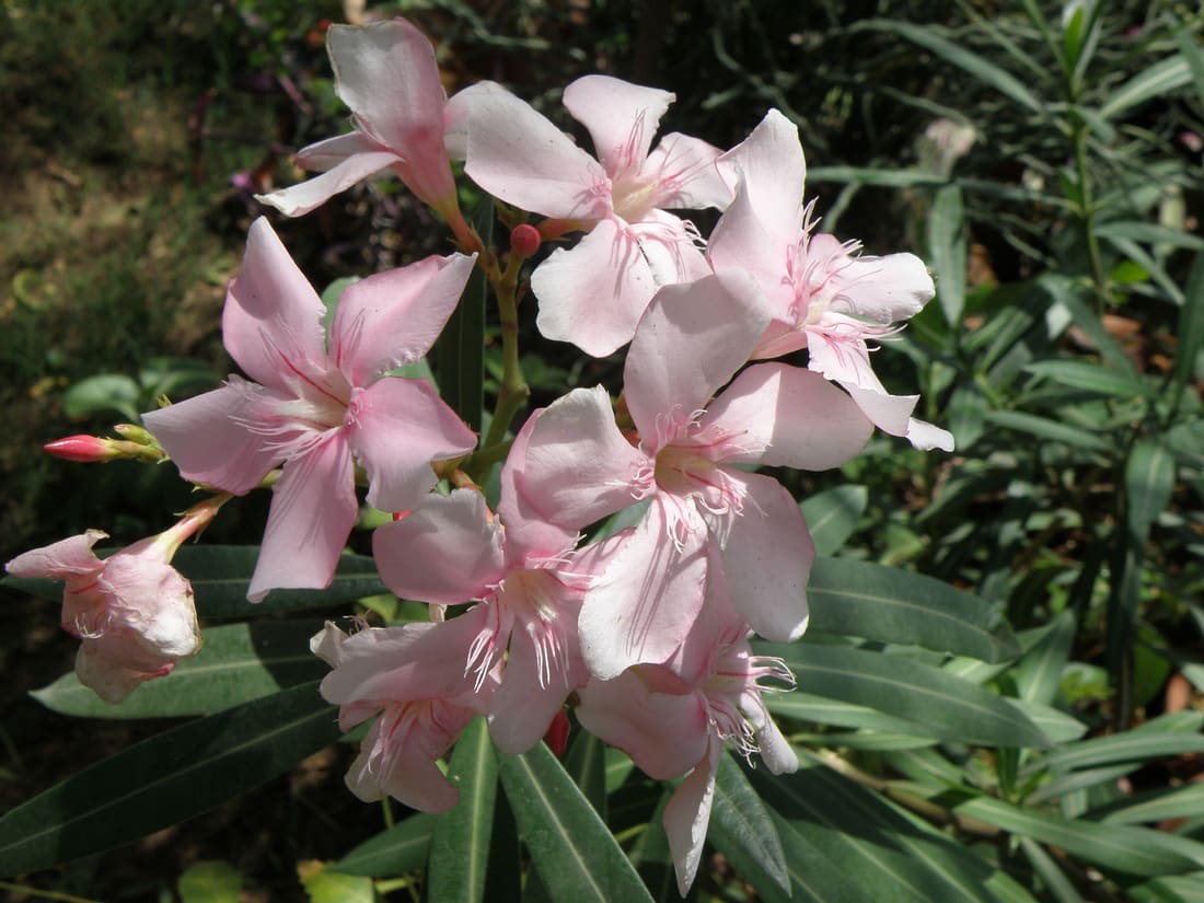 Oleander (Nerium oleander) photographed by Devendra Bhardwaj