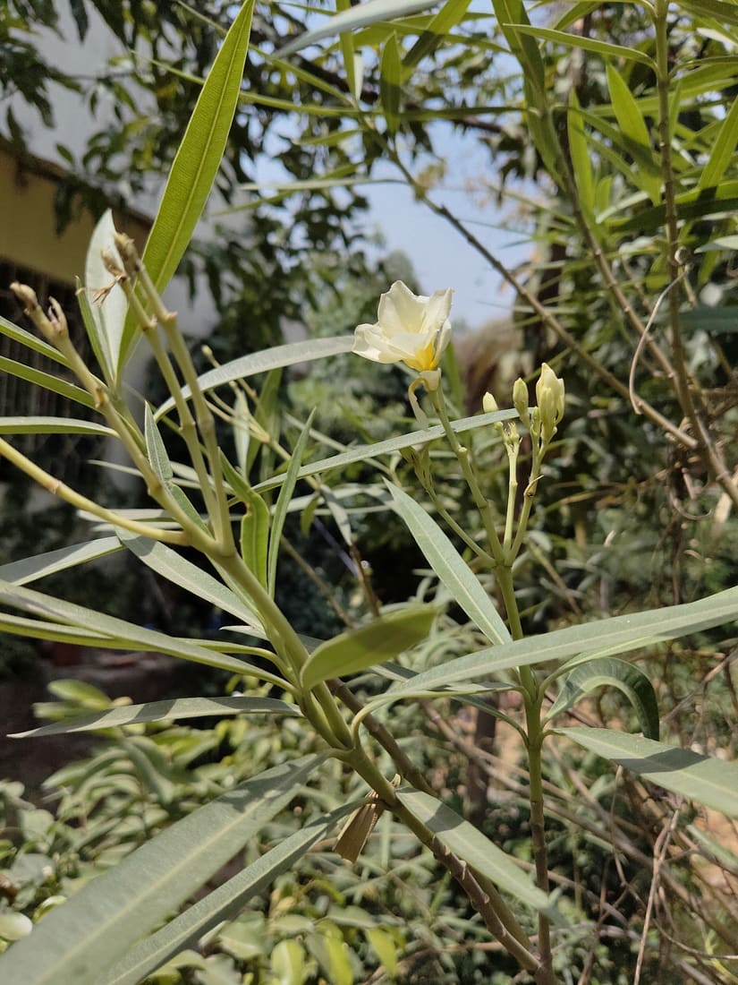 Oleander (Nerium oleander) photographed by Devendra Bhardwaj