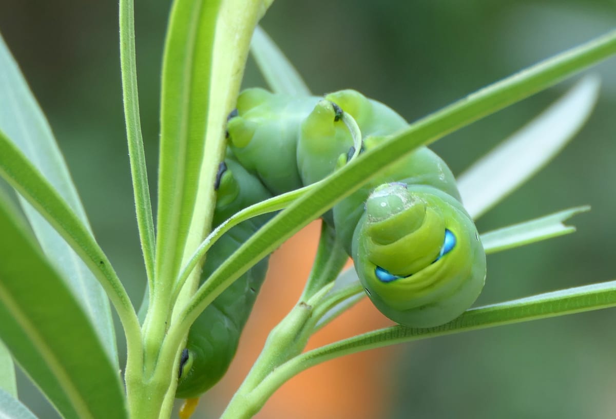 Two green hawkmoth caterpillars with blue eye-spots feeding on narrow leaves