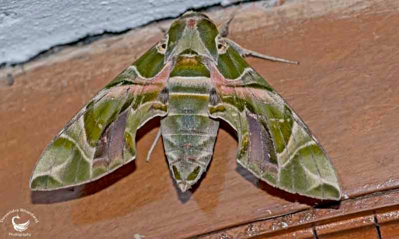 An olive-green and pink oleander hawkmoth resting with its wings spread on a brown wooden surface