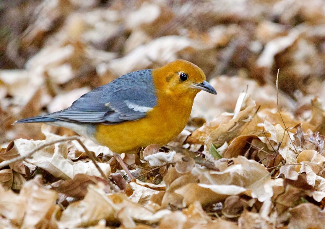 Orange-headed thrush (Geokichla citrina)