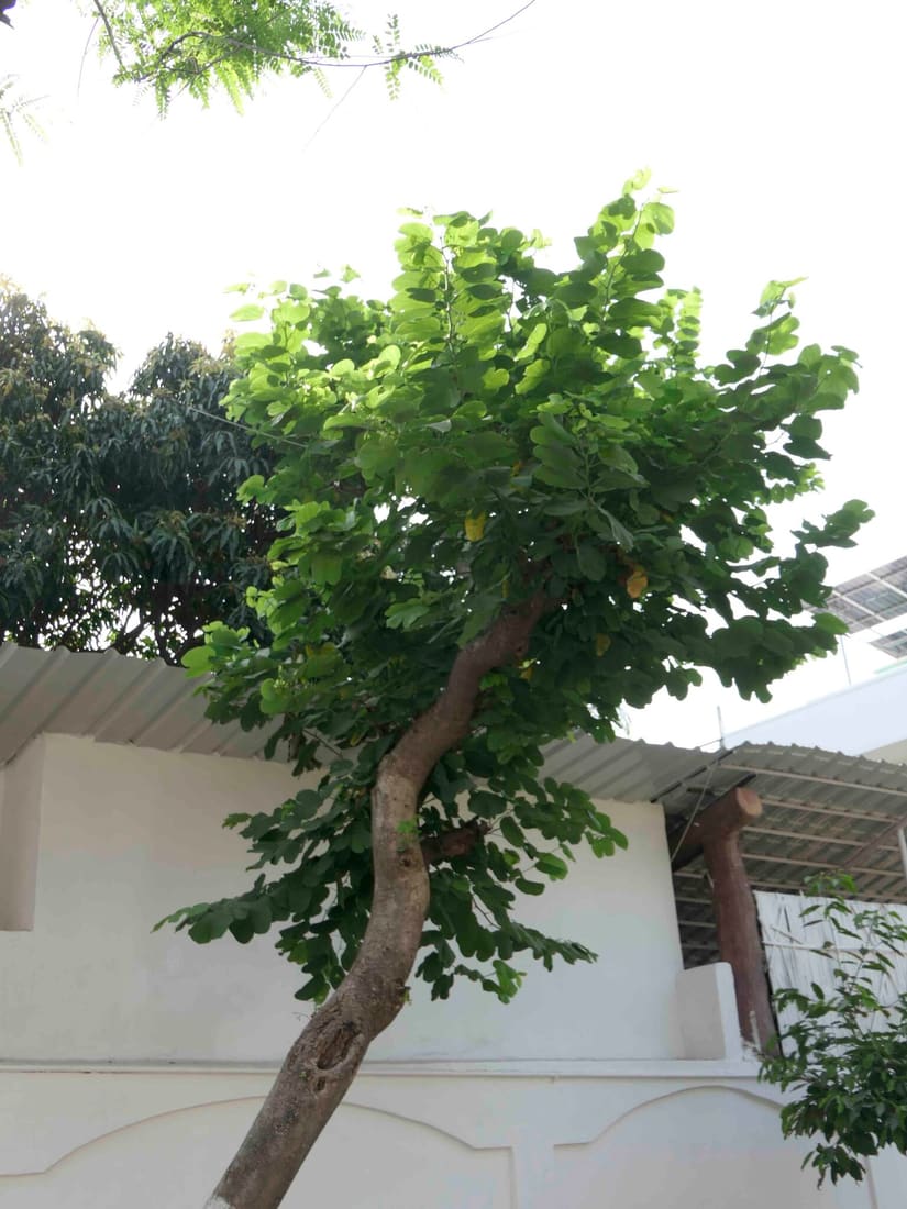 Orchid Tree (Bauhinia purpurea) photographed by Devendra Bhardwaj