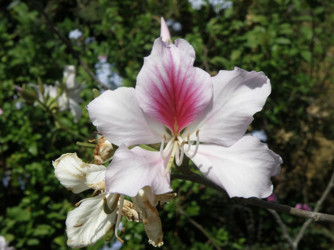 Orchid tree (Bauhinia variegata) photographed by Devendra Bhardwaj