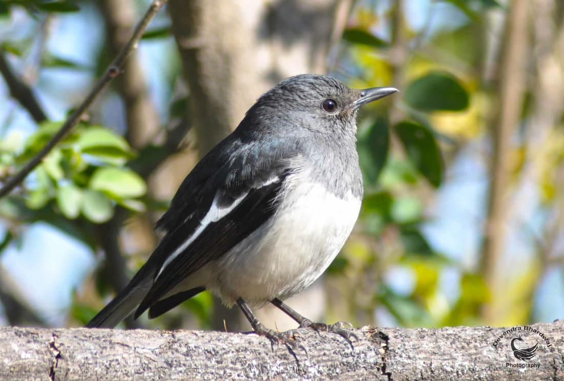 Oriental Magpie-Robin (Copsychus saularis) photographed by Devendra Bhardwaj
