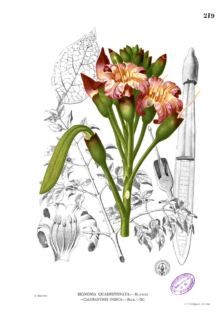 Oroxylum indicum (Oroxylum indicum)