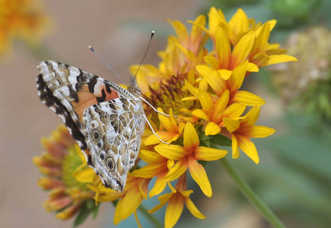 Painted Lady (Vanessa cardui) photographed by Devendra Bhardwaj